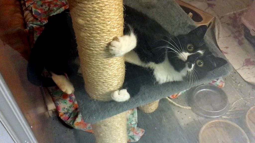 Olisiko sinulla tarjota Poksu-kissalle koti?