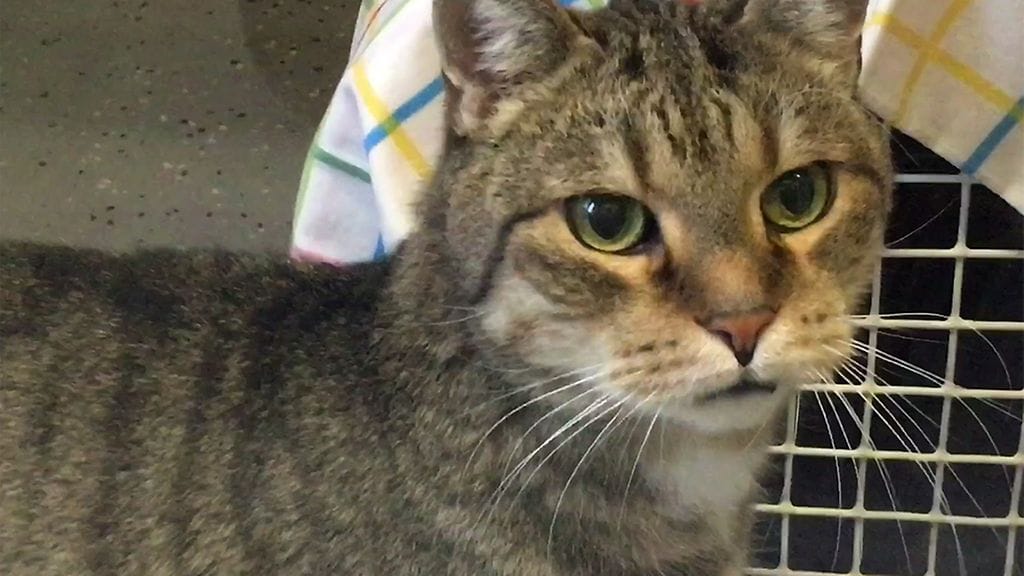 Uroskissa Dumble etsii vielä kotia.