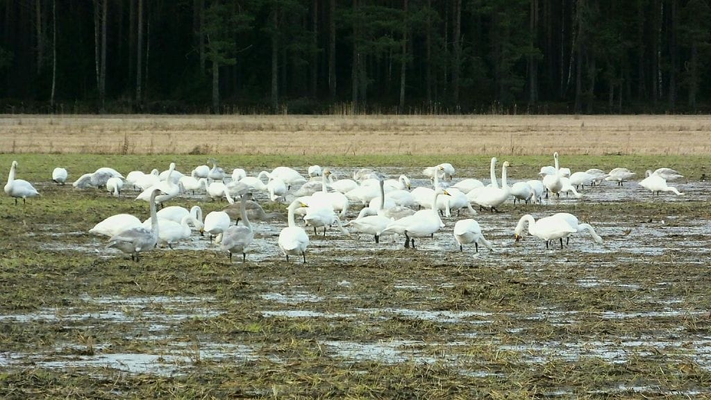 Joutsenia pellolla 12. joulukuuta 2015. Kuva: Matti Nurmi, Pori