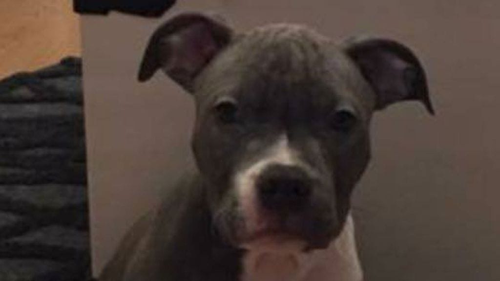 Diego-pentu kohtasi surullisen lopun.