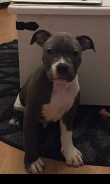 Diego