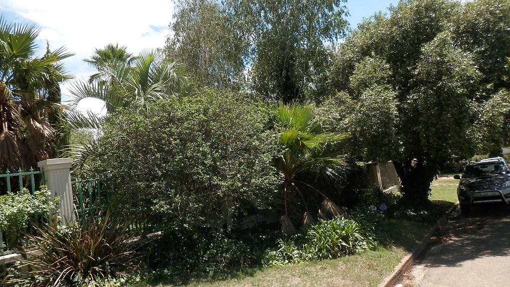 Päivi-haukka, Reitz, mehiläishaukka, metsikkö