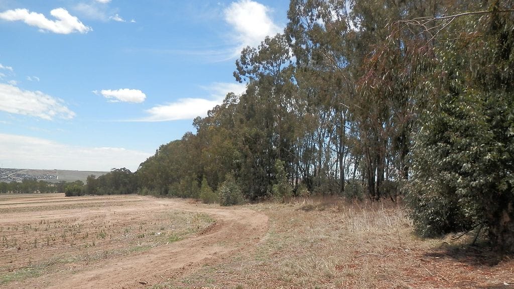 Päivi-haukka, mehiläsihaukka, Reitz, Etelä-Afrikka