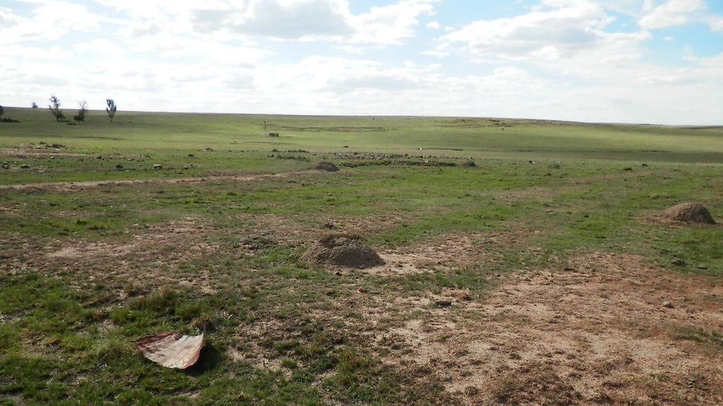 Päivi-haukka, mehiläsihaukka, talvehtiminen, Reitz