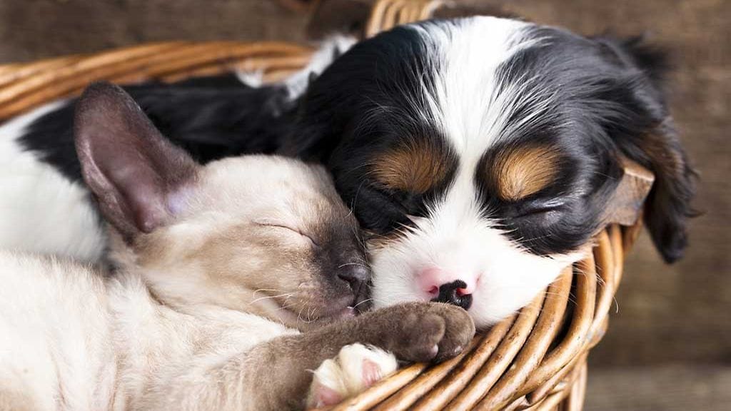 Ota yhteyttä Eviraan, jos harkitset lemmikin ottamista EU:n ulkopuolisista maista.