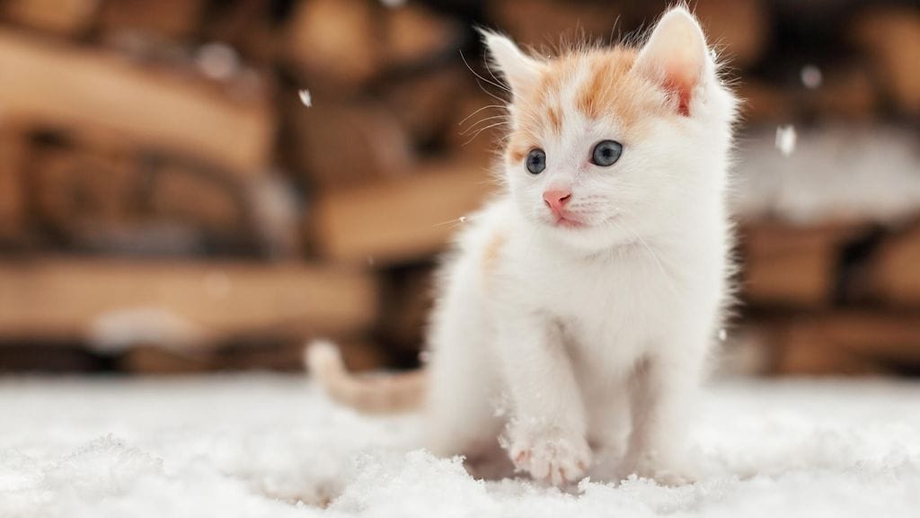 Valkoinen, paleltunut kissanpentu pelastui viime tipassa. Kuvituskuva.