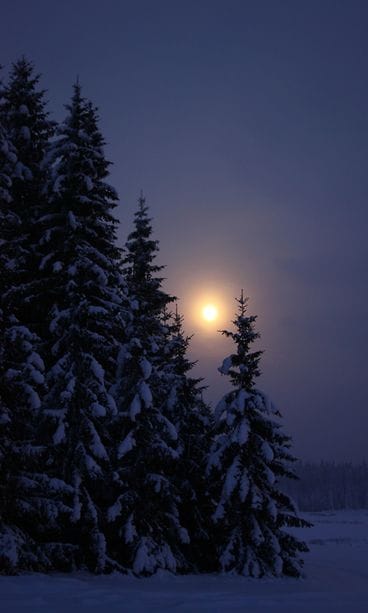 kuu_metsä