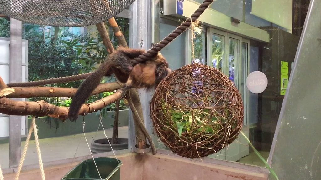 Korkeasaaren apinat saivat virikepallon.