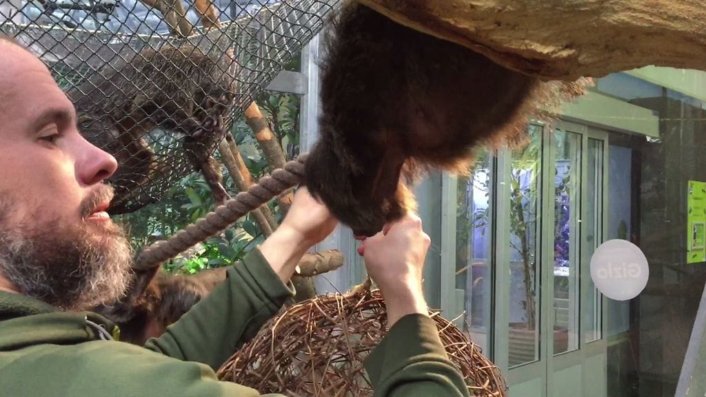 Korkeasaaren kuraattori Ville Vepsäläinen ripustaa apinoille joululahjapalloa