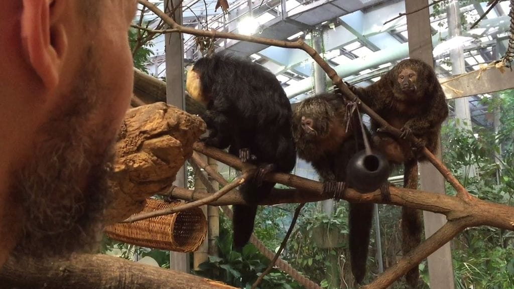 Korkeasaaren apinat tutkivat virikelelua, kuraattori Ville Vepsäläinen tarkkailee.