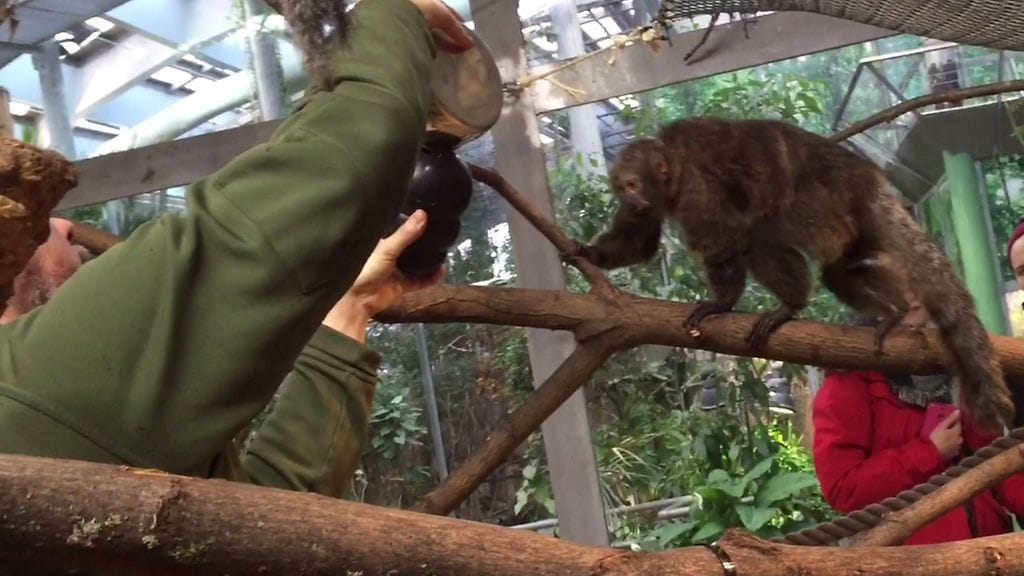 Ville Vepsäläinen antaa pähkinöitä apinoille