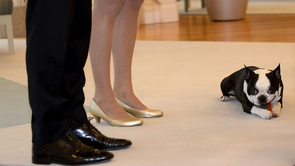 Lennu-koira ja presidenttiparin kengät