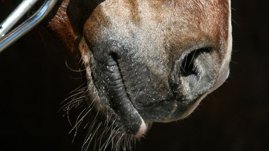 Toto4-systeemimme nojaavat tänään Seinäjoella suomenhevoslähdön suosikkiin.