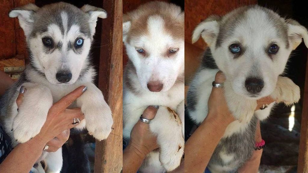 Husky-sekoituspennuista kaksi kuoli ja viisi on tällä hetkellä hengissä. Epäilyn mukaan Saksasta lahjoituskuormana tulleeseen koiranruokaan oli ujutettu rotanmyrkkyä.