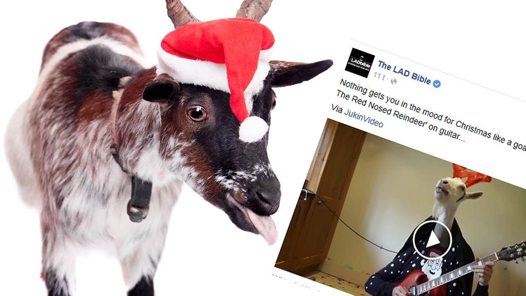 Jokaisen rokkarin on nähtävä video, jossa vuohi "soittaa" joululaulua.