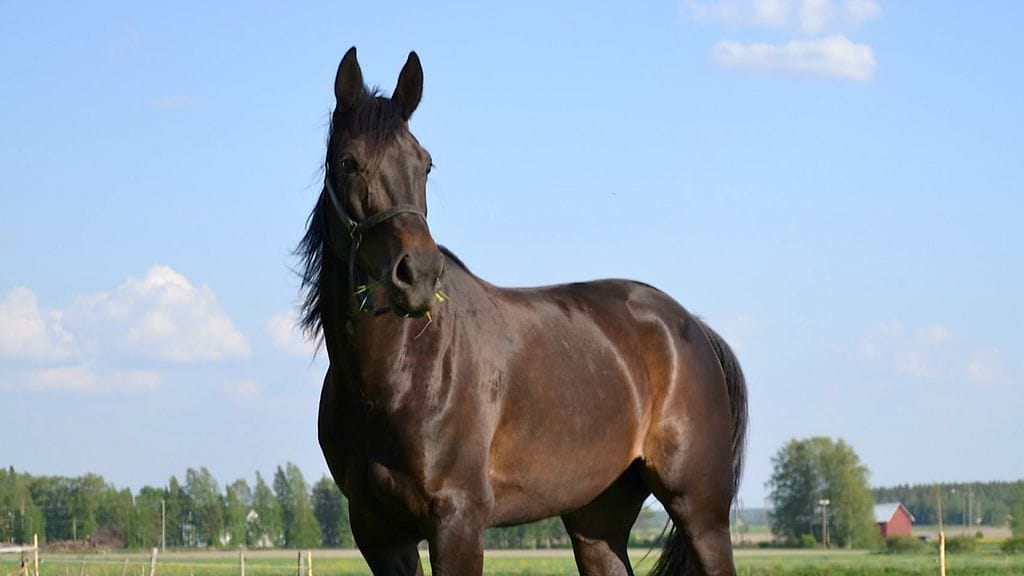 Markus ja Anne-Maija Ketolan kasvatti VIctor Quo Vadis on kotona herttainen mutta kaviourilla kilpakumppaneidensa pahin painajainen.