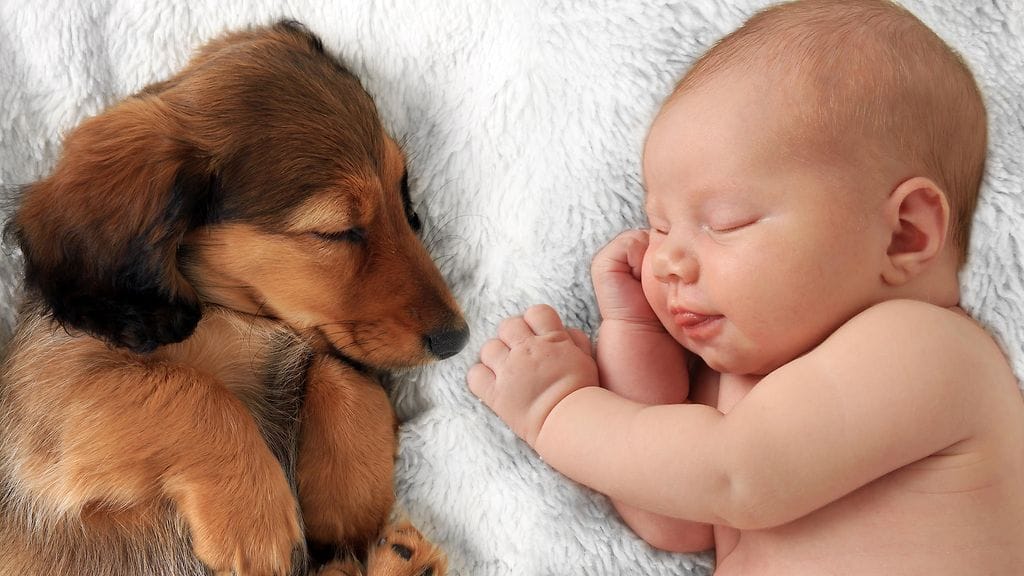 Internet on pullollaan suloisia koiravideoita.