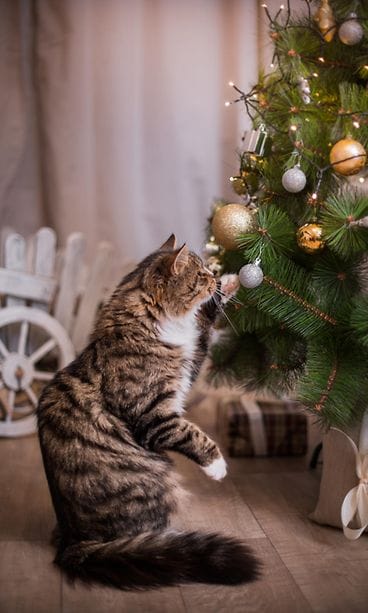 kissa ja joulu (2)