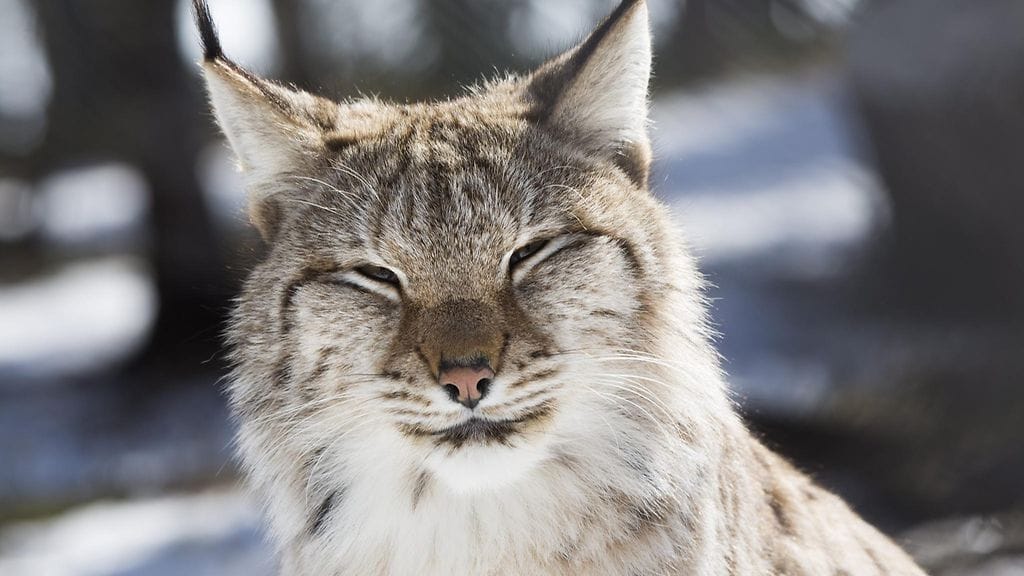 Elintarviketurvallisuusvirasto Eviran mukaan pyydykseen jäänyt Ilves koki voimakasta kipua ja stressiä. Kuvituskuva.