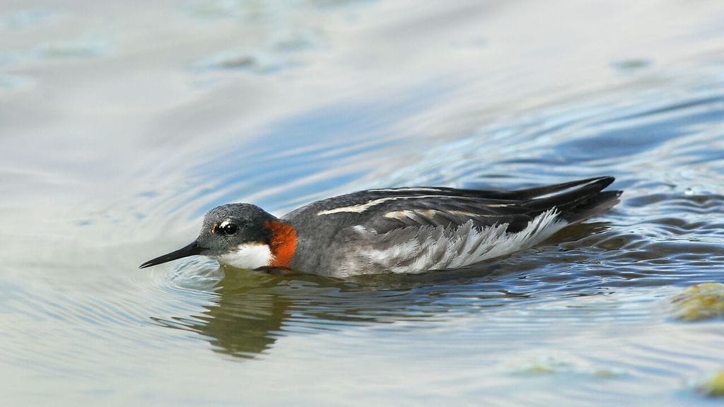Vesipääsky, vesipääskyt, naaras, kahlaaja