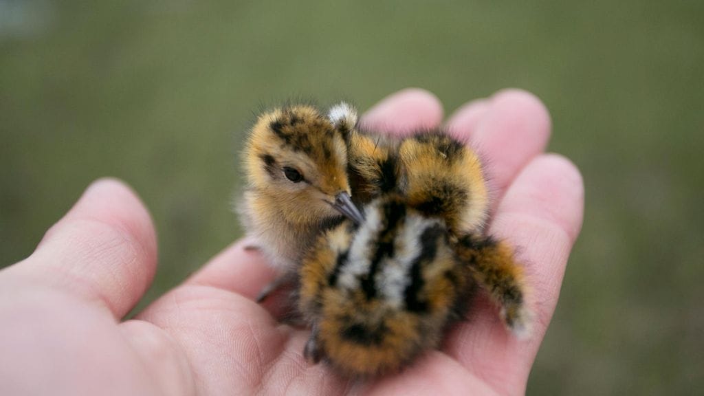 Vesipääsky, vesipääskyt, poikaset, kahlaaja