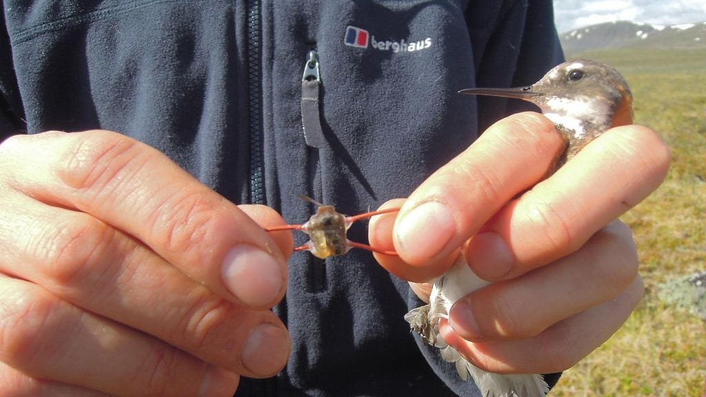 Vesipääsky, vesipääskyt, paikannin, kahlaaja