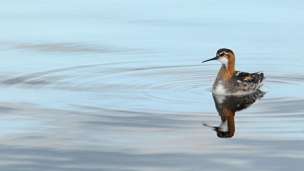 Vesipääsky, vesipääskyt, kahlaaja, lampi
