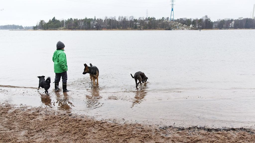Sunnuntaina mitattiin Etelä-Suomessa ja Satakunnassa poikkeuksellisen korkeita lämpötiloja. Koirat ja ulkoiluttajansa nauttivat lämpöaallosta Helsingissä Rajasaaren koirapuistossa sunnuntaina 20. joulukuuta 2015.