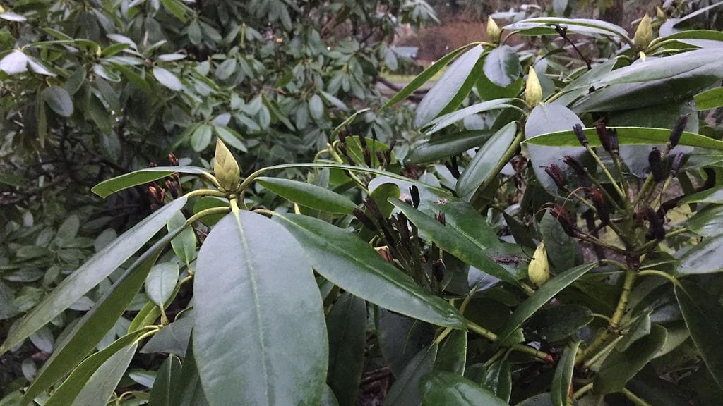 Kaisaniemen kasvitieteellisessä puutarhassa alppiruusut ovat jo nupuillaan.