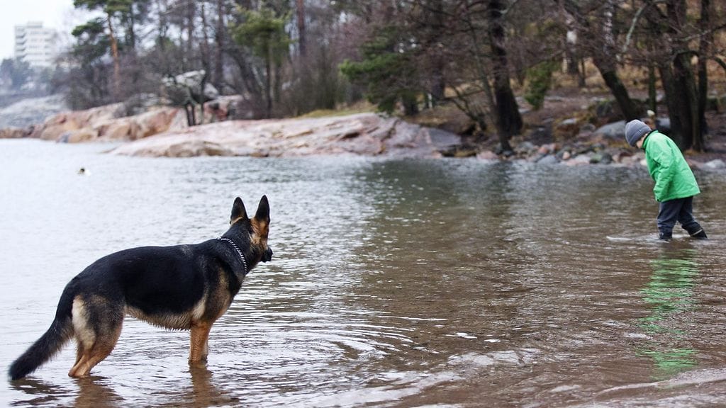 Etelä-Suomessa ja Satakunnassa mitattiin eilen poikkeuksellisen korkeita lämpötiloja. Koirat ja ulkoiluttajansa nauttivat lämpöaallosta Helsingissä Rajasaaren koirapuistossa eilen.