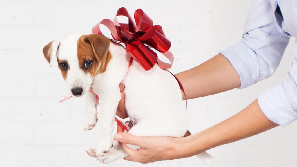 Lemmikkiä ei saa antaa lahjaksi.