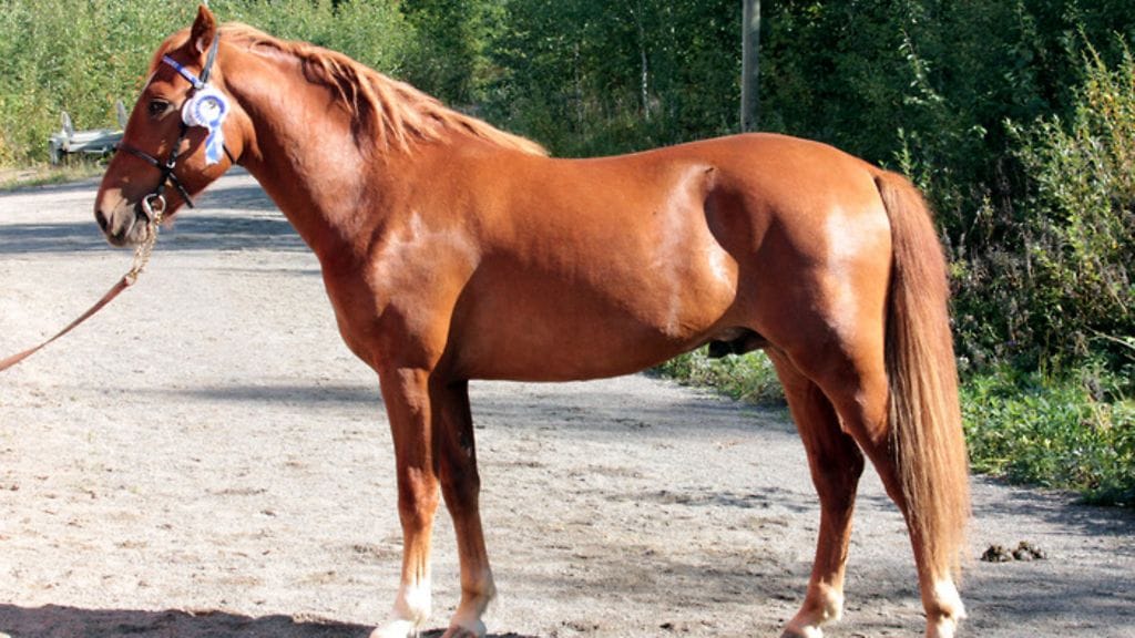 Terhon Tuuri toimii maanantain ravivihjeiden varmana.