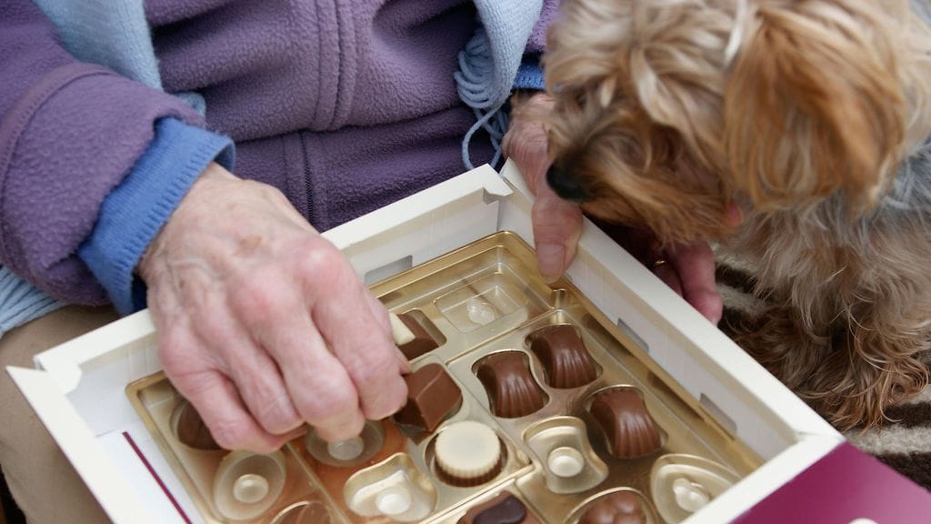 Älä anna koiralle suklaata. Suklaa voi olla koiralle hengenvaarallista.