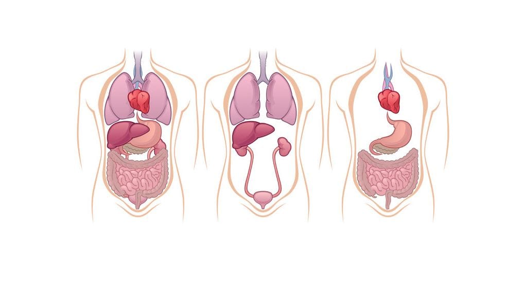 Tiesitkö, millainen superelin esimerkiksi munuainen oikein on?