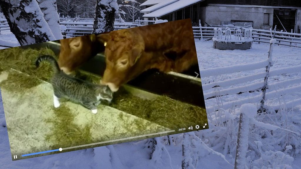 Lehmiä tervehtivä Sulo-kissa ihastuttaa sosiaalisessa mediassa.