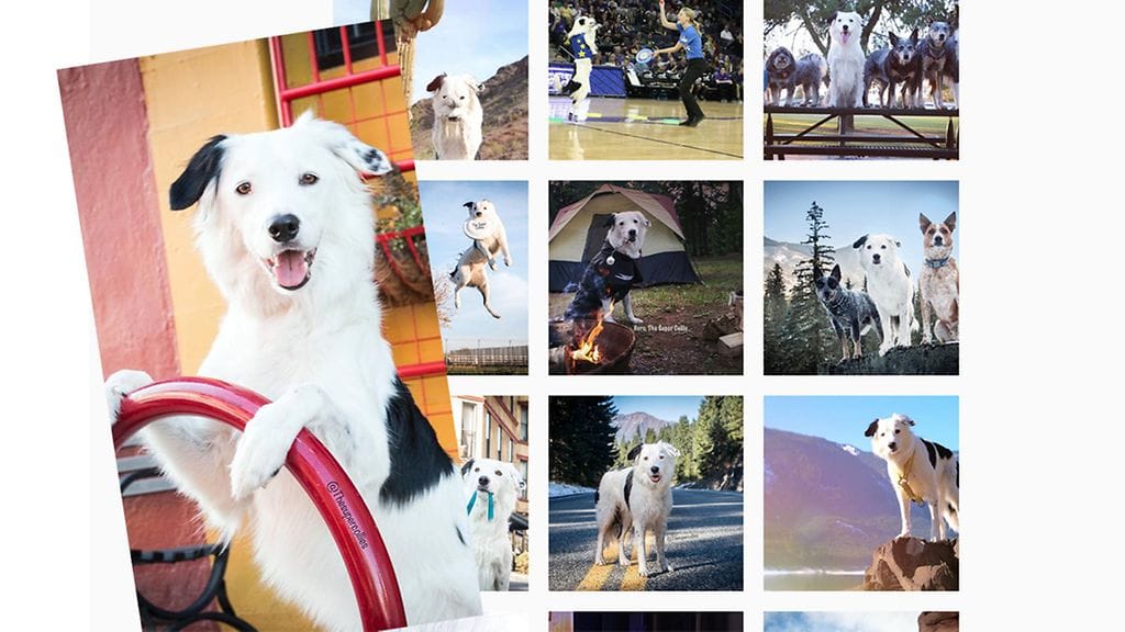 Hero-koira hurmaa taidoillaan. Kuvakaappaus: Instagram, @thesupercollies