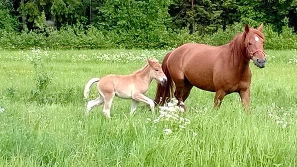 Perhe-elämän ja kilpailu-uran yhdistänyt Ainon Ilo kilpailee päätöskohteessa ja kuuluu mukaan Troikka-peleihin.