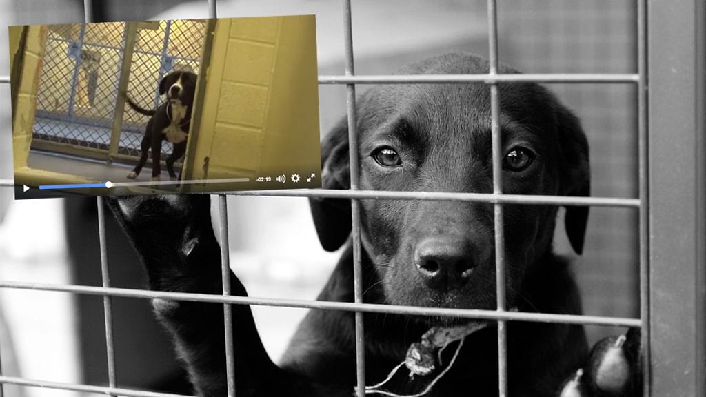 Kuvituskuva. Kuvakaappaus löytöeläinkodin Facebook-sivulta.