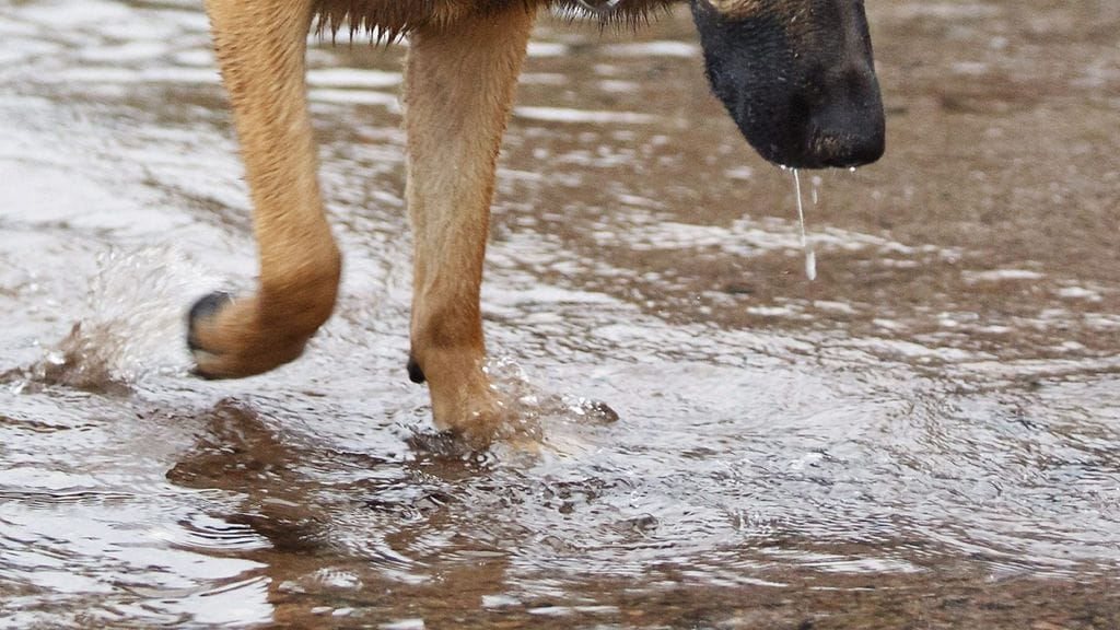 Poliisikoira löysi Laukaalla kadonneen kadonneen läheisen järven rannasta. Kuvituskuva, kuvan koira ei liity tapaukseen.