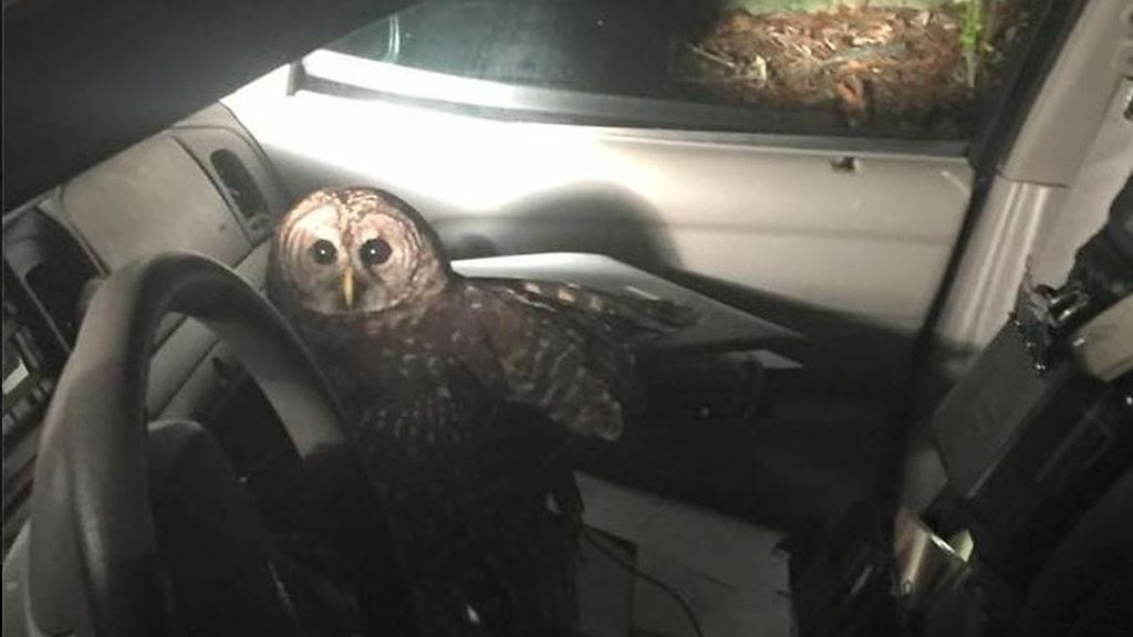 Poliisiautoon lentänyt pöllö pakeni turmapaikalta poliisin avattua auton oven. Kuva: Covington Police Department/Facebook