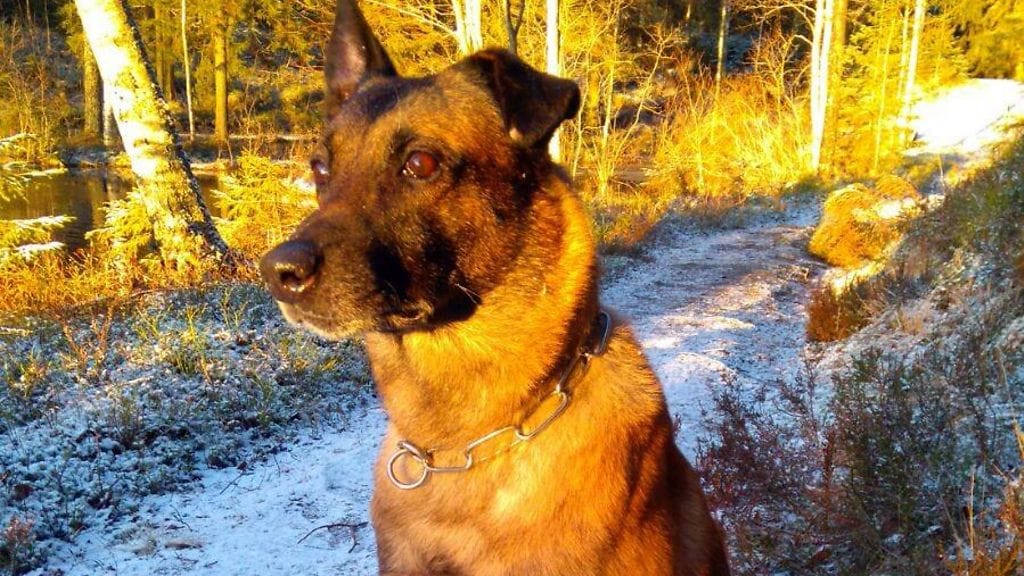 Poliisikoira Aatu ikuistettuna tänään Tapaninpäivänä, päivä uroteon jälkeen. Palkinnoksi saatu possun jauheliha maistui sankarille kuulemma erittäin hyvin.