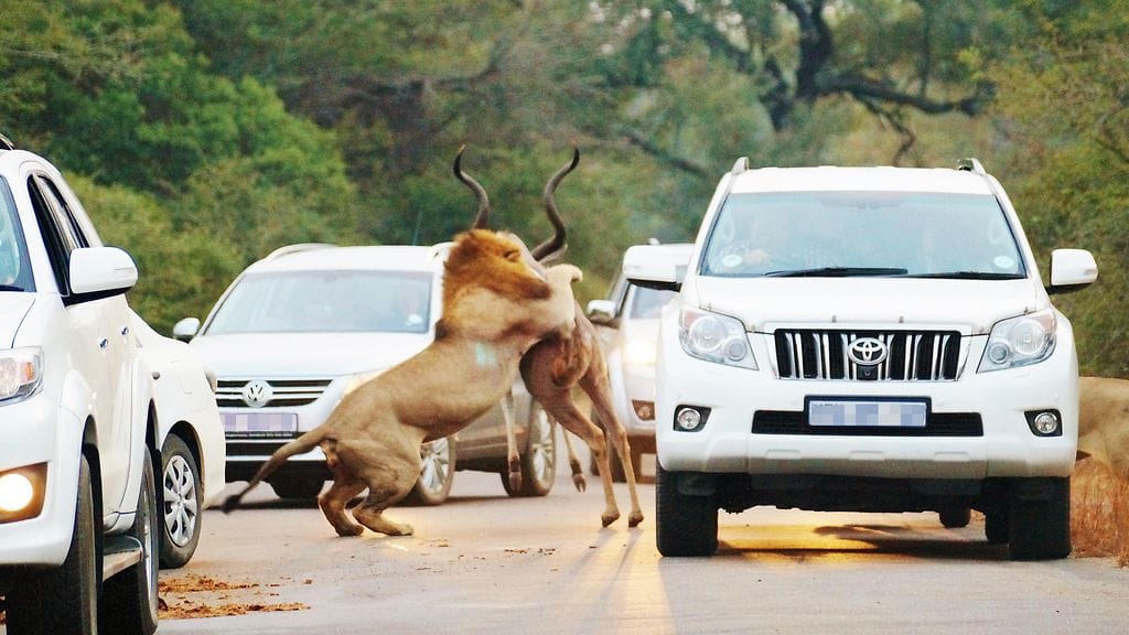 barcroft_leijonagaselli