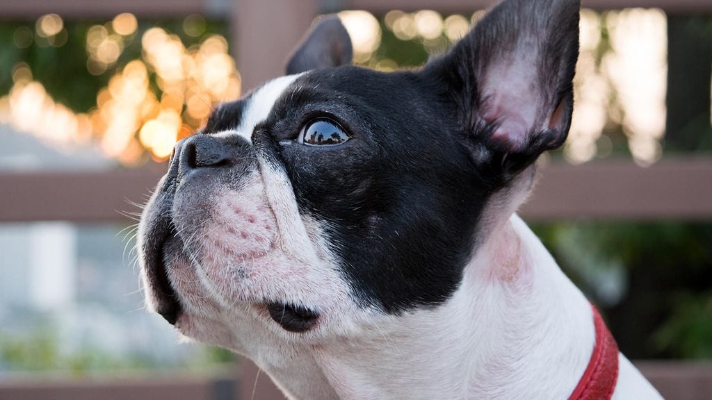boston terrier