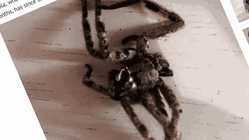 hämähäkki, kuvakaappaus