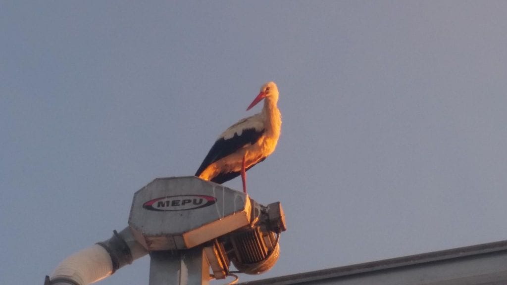 Kattohaikara Joppe oli lennähtänyt 28.12.2015 navetan jyväsiilon katolle.