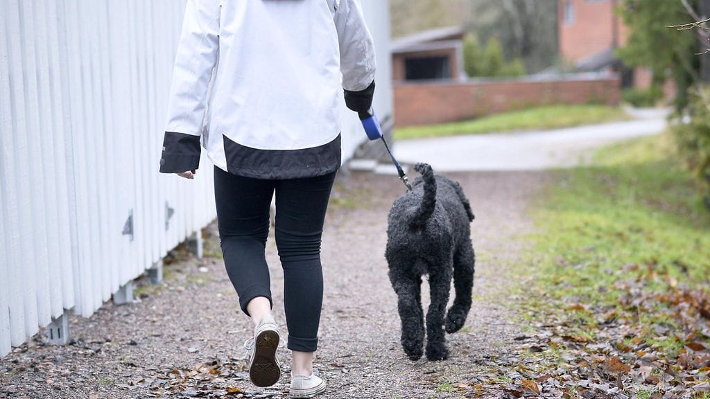 Uutenavuotena koira kannattaa lenkittää ajoissa.
