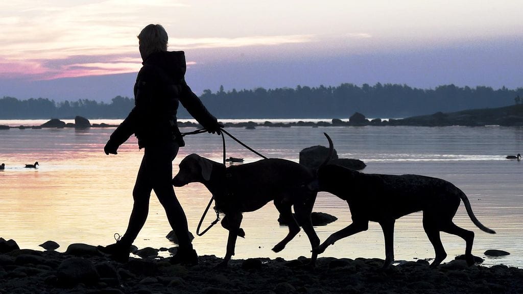 Sanotaan, että koira on ihmisen paras ystävä. Väkilukuun suhteutettuna Suomessa on maailman eniten koiria.