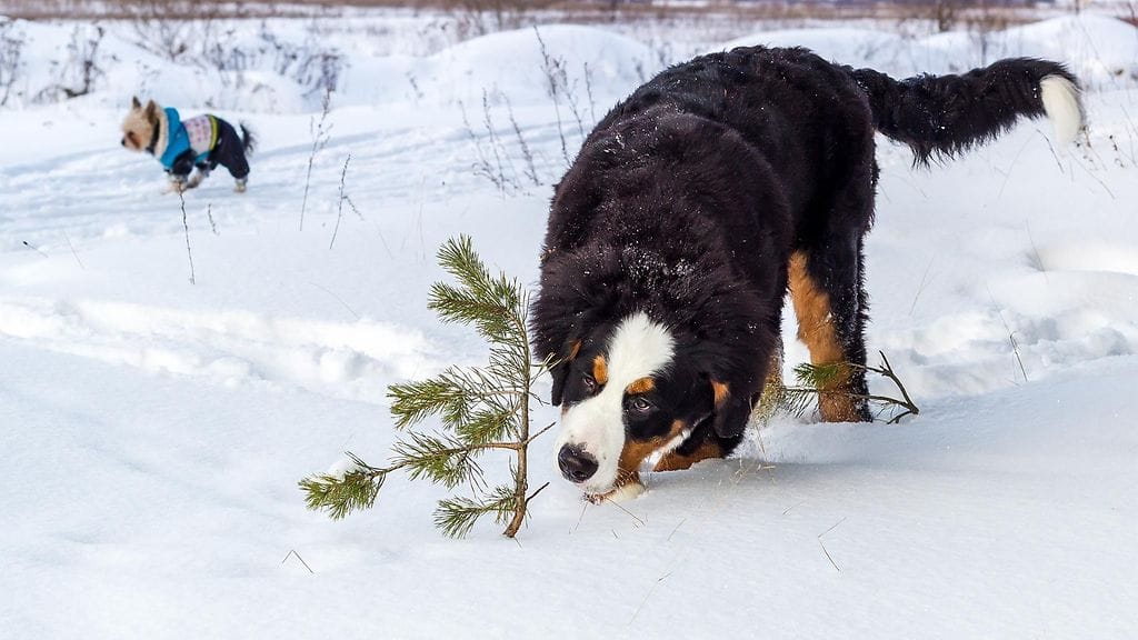 Koira voi syödä sopimattomia asioita. Kuvituskuva.