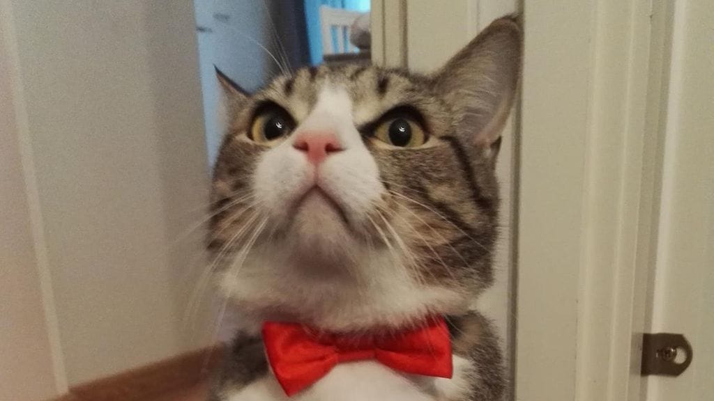 Suomen ensimmäiseksi sankarikissaksi nimetty Seppo.