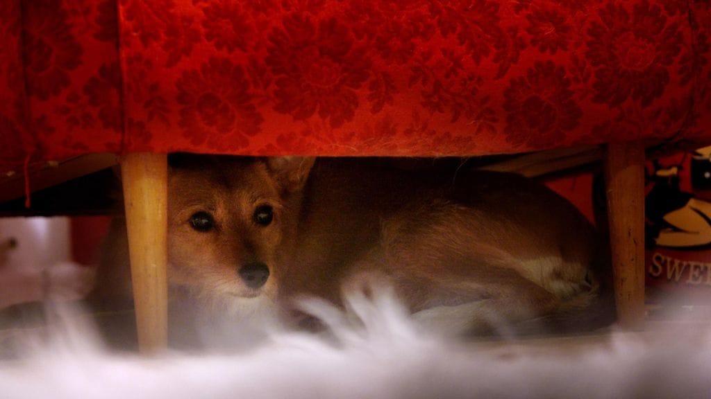 Vuoden vaihtuminen on usein lemmikille pelottavaa aikaa.